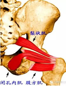 闭孔内肌试验示意图 搜狗图片搜索