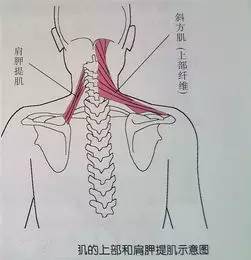 肩周炎与解剖