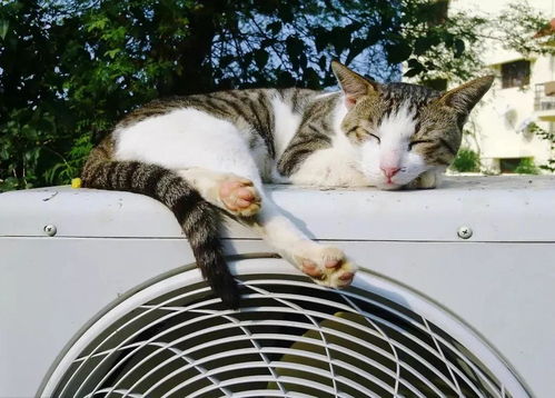 夏天炎热,可以给猫咪开空调吗