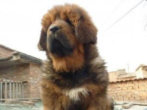 图 北京极品藏獒 北京宠物狗 