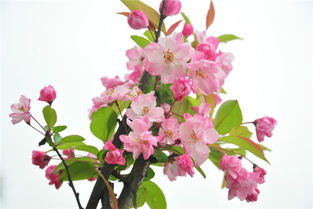 河州牡丹 海棠花品种大全 