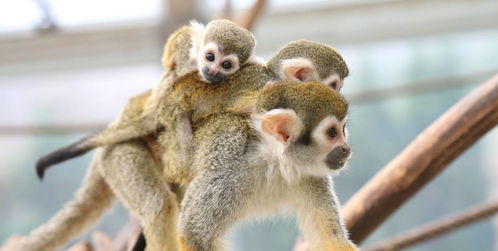 超 感 动 爱心松鼠猴妈妈一人带俩娃