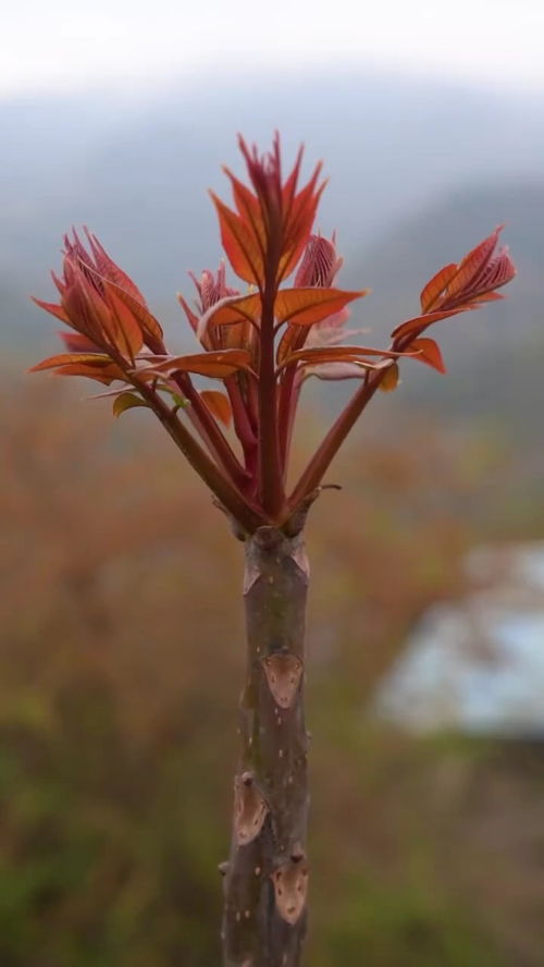 山里的香椿发芽了,快和我一起来掰椿芽子 