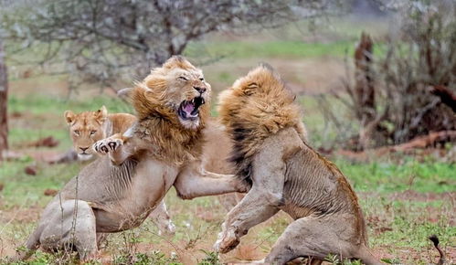 奇怪的知识又增加了 狮子的繁衍与交配 不需要解释