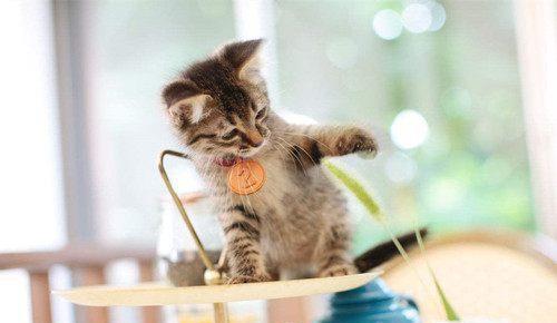 虎斑猫吃香蕉排便快吗 养的小猫不拉便便怎么办