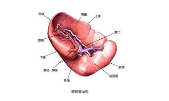 五脏的病因病理在哪 用中医角度来详细阐述 二