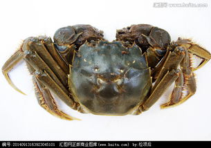盘锦河蟹的做法,河蟹的做法,河蟹的营养价值,盘锦河蟹的养殖技术 齐家网 