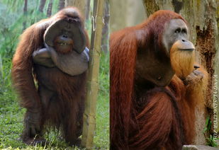 苏门答腊发现新种猩猩 等等,怎么脸平一点就不是一个物种了 