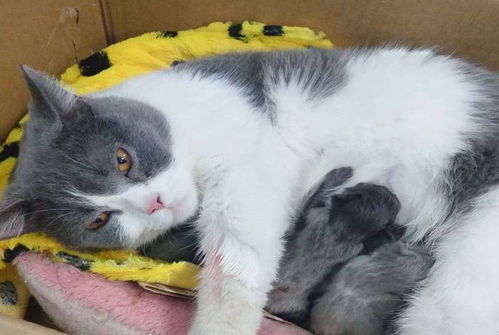 猫三狗四 的说法靠谱吗 母猫怀孕多久后会生小猫