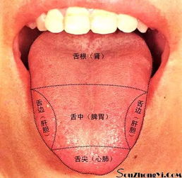 这样动一动舌头,就可健脾养胃 补肾护肝 美容祛斑.....