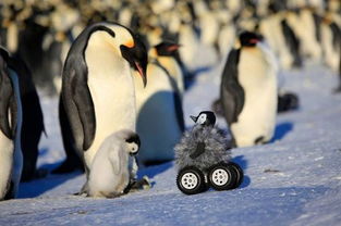摄像机伪装 小伙伴 记录小企鹅南极生活 