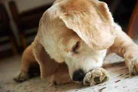 狗狗过度舔舐爪子,很有可能是这6种健康问题的前兆