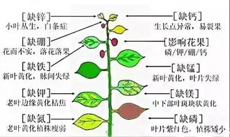 史上最全肥料知识,错过你绝对会后悔