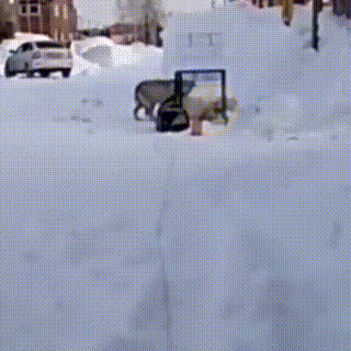 在冰天雪地里生产的狗妈妈,看到小狗获救后,竟选择转身离开