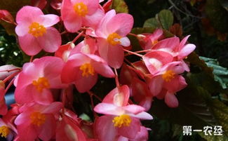 10种适合室内种植的盆栽花卉介绍 花开时香气溢满屋