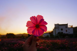 格桑花原版（王琪你是我的格桑花）