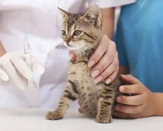 被猫抓伤之后,一定要打狂犬病疫苗吗