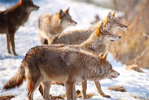 以家庭为单位的狼群,低级狼没有交配权,它们是如何繁衍后代的
