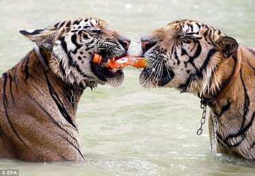 泰国寺庙收养数只老虎经训练后与人合影 