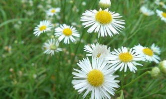 白色野菊花花语,白色野菊花：纯净与高洁的象征