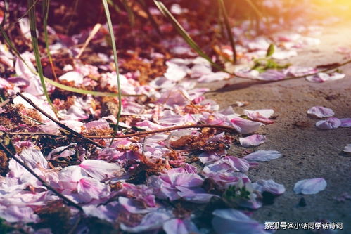 孟浩然关于雨水啼鸟的诗句