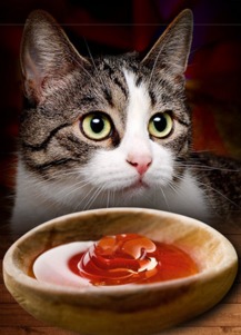 猫知识 猫咪只吃营养膏 猫咪营养膏吃多少