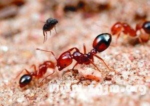 梦见红蚂蚁