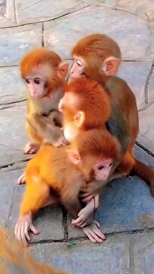 几只小猴子 