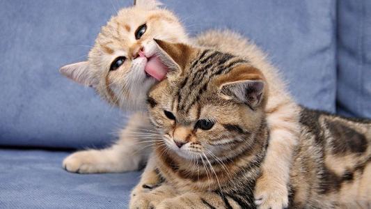 主人 亲吻 猫咪的行为,在猫咪眼中意味着什么