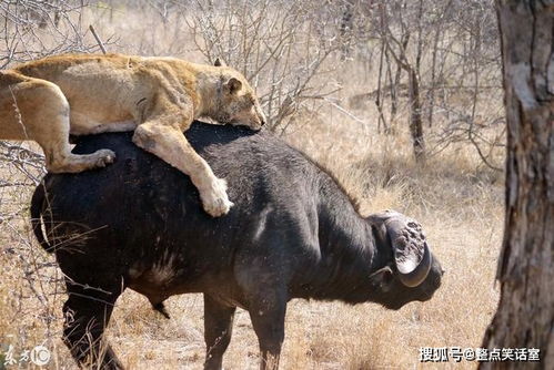 野水牛有多厉害 狮子家族捕捉水牛翻车,10多头狮子仍然吃瘪逃走