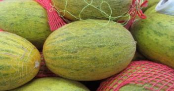 哈密瓜的籽能吃吗 哈密瓜籽怎么种盆栽