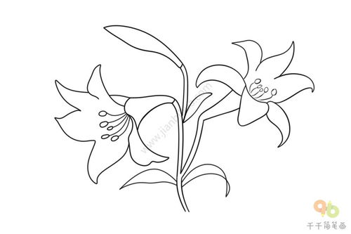 黄百合花的寓意简笔画,探秘黄百合花的寓意：优雅与神秘的完美融合