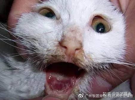 猫咪杯状病毒 猫咪三大常见病之一 终身携带 高感染和传染率 高变异率 