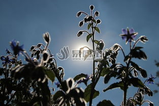 阳光下的植物商用正版图片下载 图片ID 1510016 花草树木 正版图片 