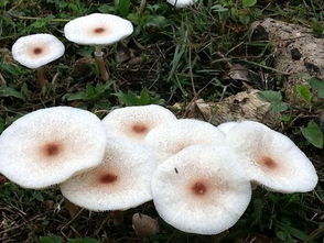 台湾澎湖草原长满野生蘑菇 如白色菇海
