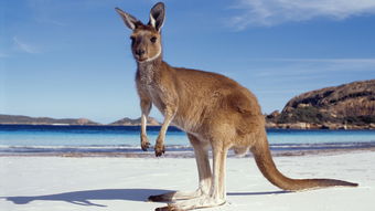 澳大利亚旅游签证如何办理 
