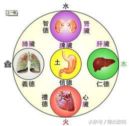 中医是怎样春天养肝的 