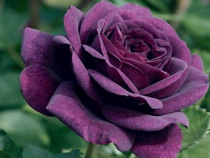 紫色玫瑰花语是什么?,含义与象征