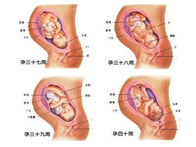 胎儿发育图，10月胎儿生长发育图