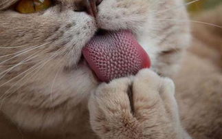 猫咪舌头倒刺有利也有害,看看你知道几个啊