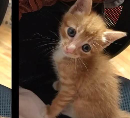 网友收养了一只橘猫,养了三个月后 警察叔叔,我家猫被人掉包了