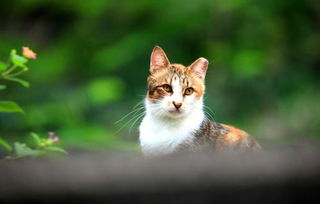 我最喜欢的小动物小花猫100字 