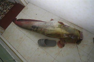 钓获大鲶鱼一尾,长130厘米,重32.22斤 