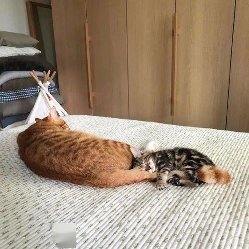 没有安全感的小猫咪,每天睡觉都要抱着橘猫大尾巴