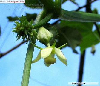 葫芦科植物有哪些,葫芦科植物茎、花及果实的主要特征？