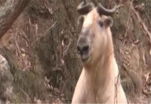 身价千万因生活无趣 偷猎野生动物拍照炫耀 大部分猎枪警方都没见过