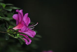 花开满枝头