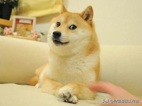 doge币是什么币种,doge是什么币种？ doge币是什么币种,doge是什么币种？ 融资