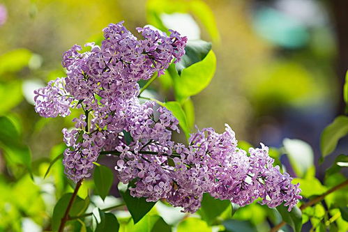 丁香花需要阳光吗,光照需求