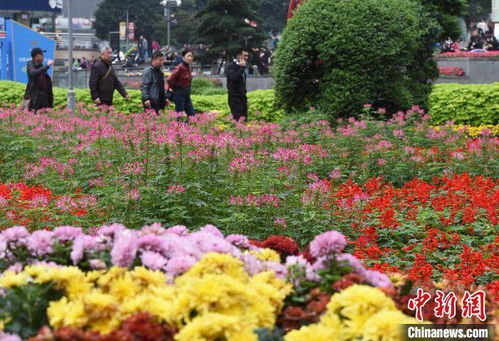 重庆街心公园鲜花盛开吸引眼球